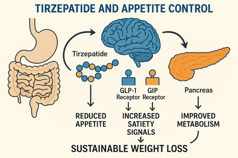 Tirzepatide illustration showing its role in appetite control, highlighting reduced appetite, increased satiety signals via GLP-1 and GIP receptors, and improved metabolism for sustainable weight loss.
