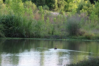 Duck swimming in a tranquil pond surrounded by lush greenery, reflecting a serene natural environment, relevant to holistic wellness and outdoor activities in Houston.